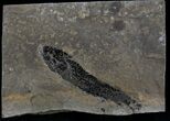 Devonian Lobed-Fin Fish (Osteolepis) - Scotland #25768-1